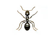 zwarte mier