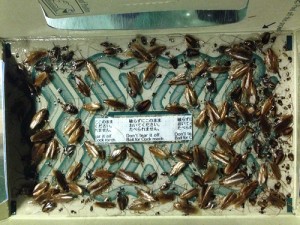 detectie kakkerlakken amsterdam2